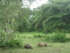 buffalo-isan-isaan-isarn-thailand