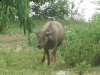 buffalo-isan-isaan-isarn-thailand1