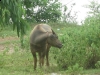 buffalo-isan-isaan-isarn-thailand2