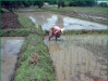 planting.jpg