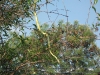 village-life-buriram6